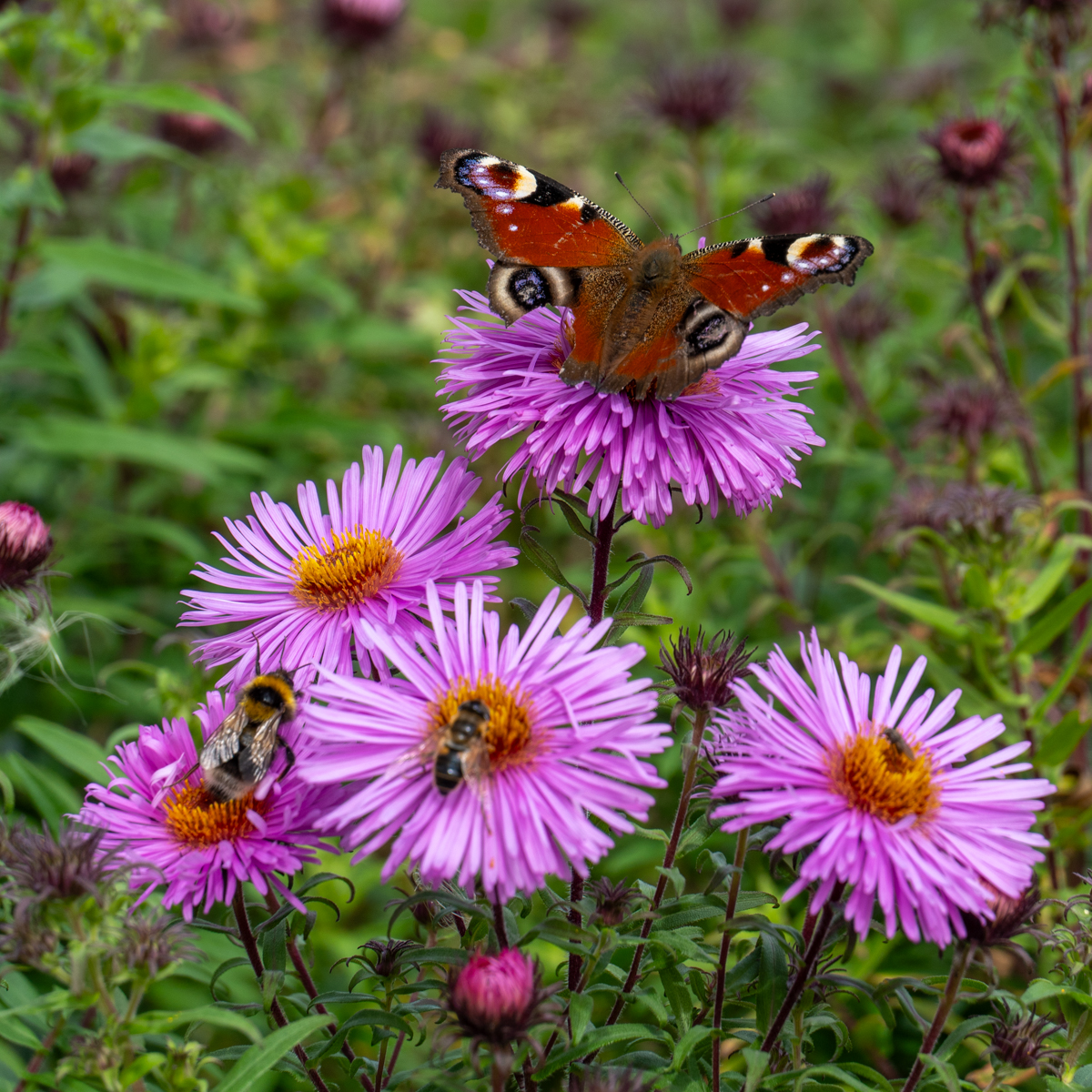 Photography by Chris Allington